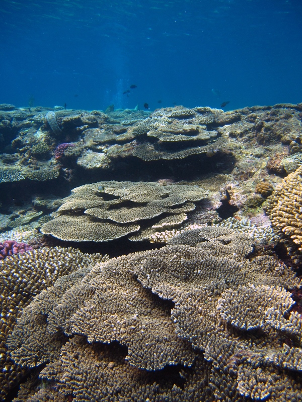 5. Coral reef in Zamami Island